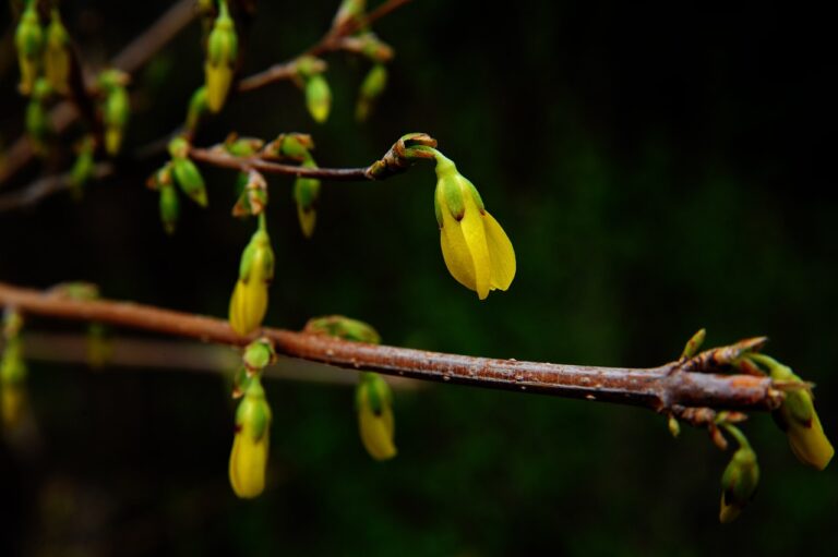 Berberine Unveiled: The Holistic Health Wonders You Need to Know