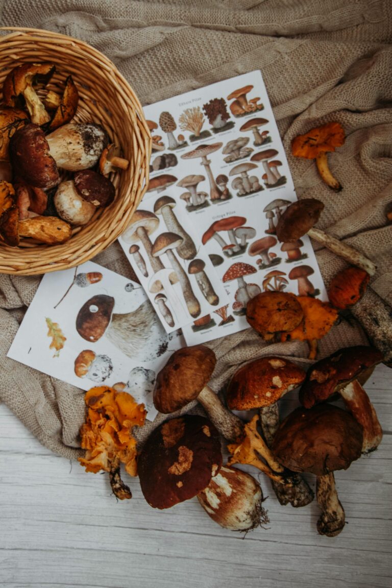 Why Mushrooms Are the Unsung Heroes of the Superfood World